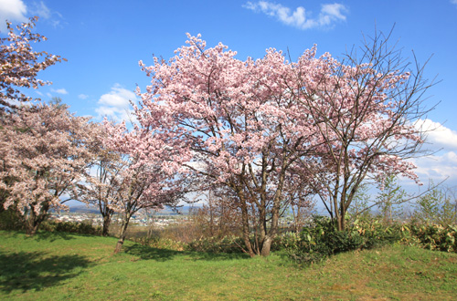 桜の季節の写真