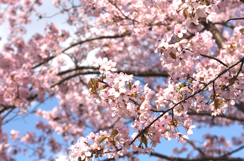 桜の季節の写真