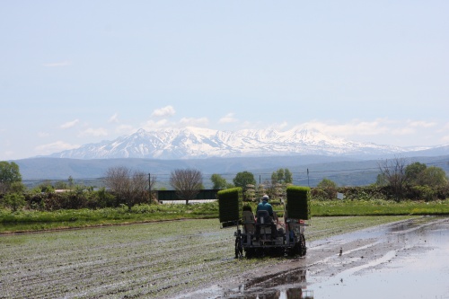 田植えの風景