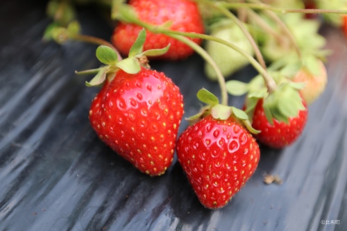 6. ぴっぷいちご狩り⑥