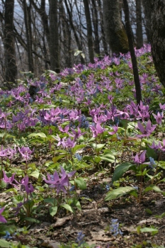 4. ぴぴの路のカタクリ④