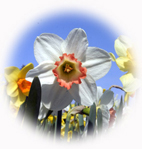 町の花「スイセン」の写真