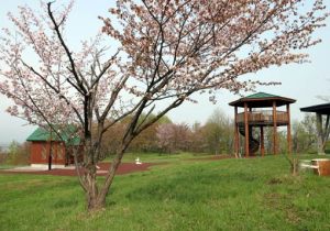 村上山公園の写真