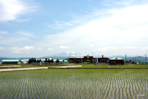 2. 田植えの季節の大雪山