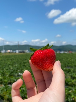 3. ぴっぷいちご狩り③
