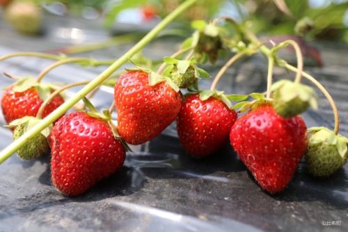 7. ぴっぷいちご狩り⑦